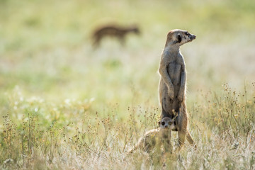 Meerkat on the look out in the Kalagadi.