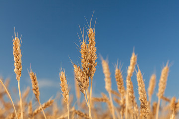 ripened gold cones of wheat on blue sky background, closeup. harvest, agriculture, agronomics, food, production, eco concept. empty space for the text.