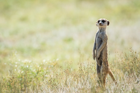 Meerkat on the look out in the Kalagadi.