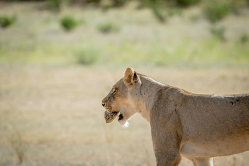 Lioness with Leopard tortoise in the mouth.
