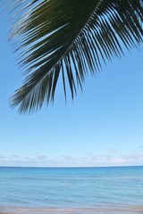 Fototapeta premium Beautiful blue ocean background with a palm tree frond