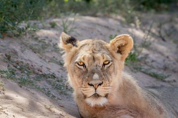 Fototapeta na wymiar Young male Lion starring at the camera.