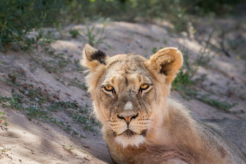 Young male Lion starring at the camera.