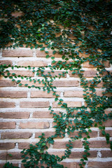 Leaf on the brick wall