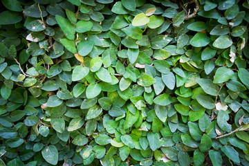 Leaf wall