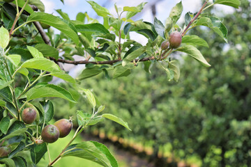 Young apples in a small orchard during springtime