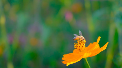 Bee on the flower