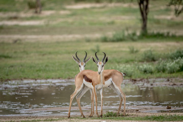 Two Springboks starring at the camera.