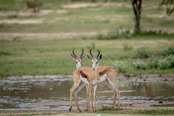 Two Springboks starring at the camera.