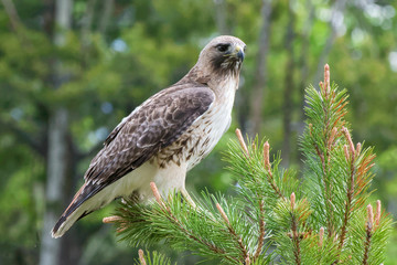 Red-tailed Hawk Perched in a Pine Tree
