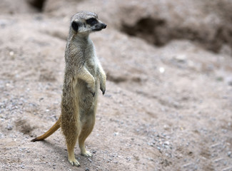 Meerkat is standing at the stone