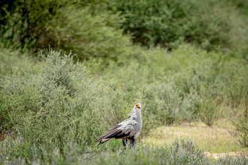 Secretary bird walking in the high grass.