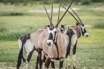 Gemsbok starring at the camera.
