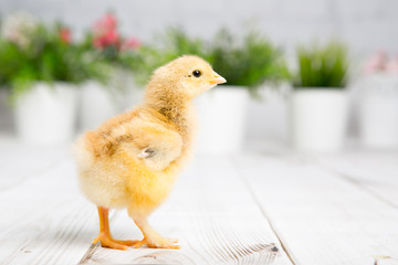 nestling chick. farm chicken.baby