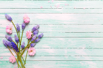 Pink almond and blue muscaries flowers on turquoise wooden background.