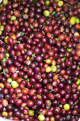 Red bean Coffee beans