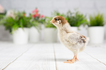 nestling chick. farm chicken.baby