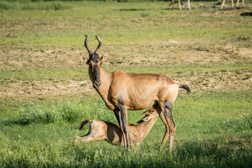 Red hartebeest calf suckling from his mother.
