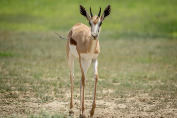 Springbok walking towards the camera.