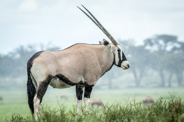 Gemsbok standing in the grass in the rain.