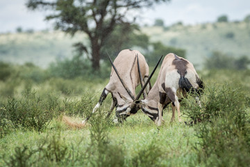 Two Gemsbok fighting in the grass.