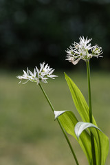 Blossom wild garlic plant