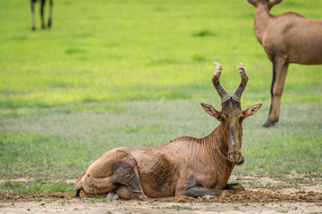Red hartebeest taking a mud bath.