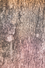 Tree shell texture