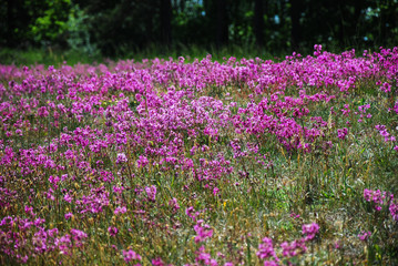 Sticky Catchfly flowers all over