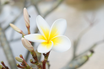 Plumeria