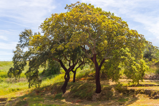 Sobreiro in Santiago do Cacem