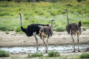 Naklejka premium Ostrich standing next to a pool of water.