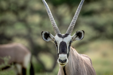 Close up of a Gemsbok starring at the camera.