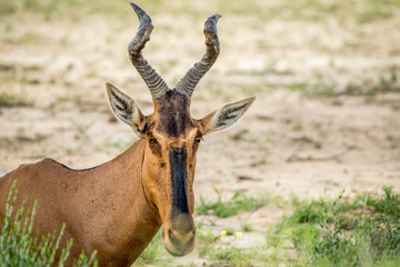 Close up of a Red hartebeest in Kalagadi.