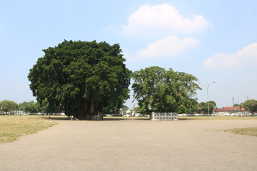 Banyan Tree, Twin Tree, Indonesian Park, Nature | Asian Park