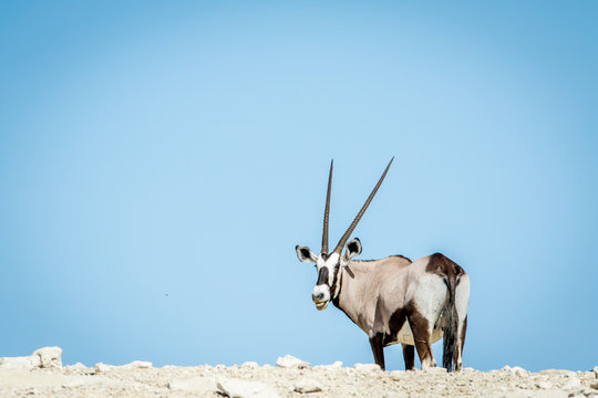 Gemsbok standing on a ridge and looking back.