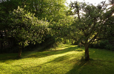 Fototapeta na wymiar Obstgarten im Sonnenlicht