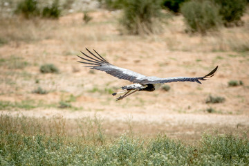 Secretary bird flying away in Kalagadi.