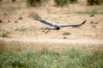 Fototapeta na wymiar Secretary bird flying away in Kalagadi.