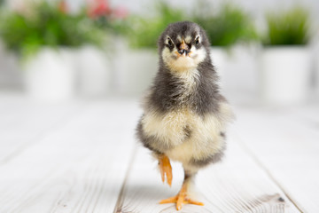 nestling chick. farm chicken.baby