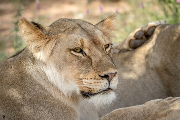 Side profile of a Lion in the Kalagadi.