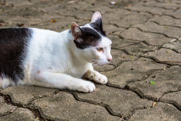 Fototapeta premium タイ・バンコク・ルンピニパーク・猫