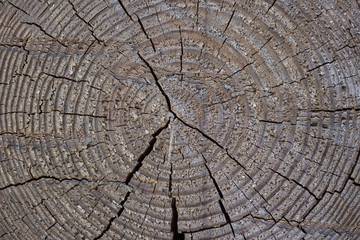 texture of a brown round wooden log