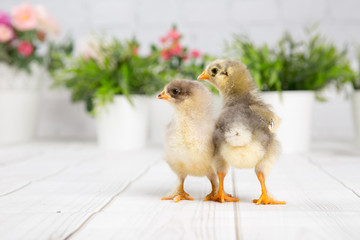 nestling chick. farm chicken.baby
