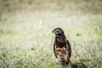 Juvenile Black-chested snake eagle in the grass.