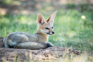 Naklejka na ściany i meble Cape fox laying down in the sand.