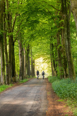 Cyclists in a tree lane on a Sunday morning.
Tunnel of green, with an abundance of sunlight at the end.