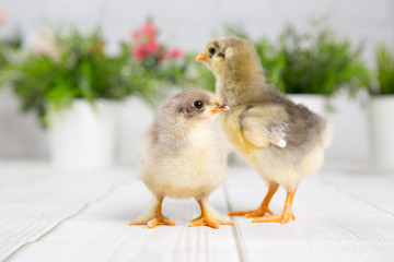 nestling chick. farm chicken.baby