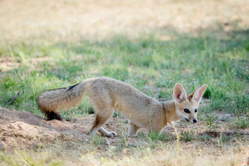 Cape fox standing in the sand in Kalagadi.