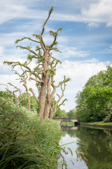 Funny trees along the canal.
Trees are pruned.
Blue sky, green berm, spring time.